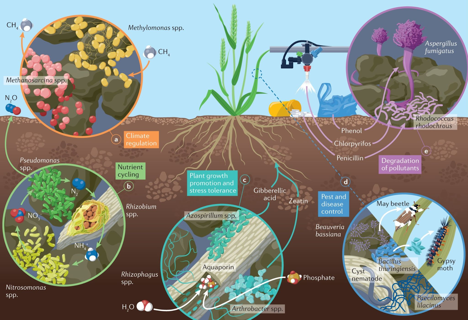 Bringing soil microbes together for higher yields