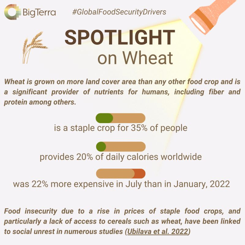 SPOTLIGHT ON WHEAT